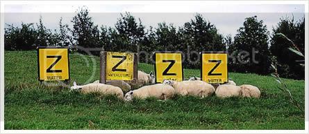 Sleepingsheep.jpg